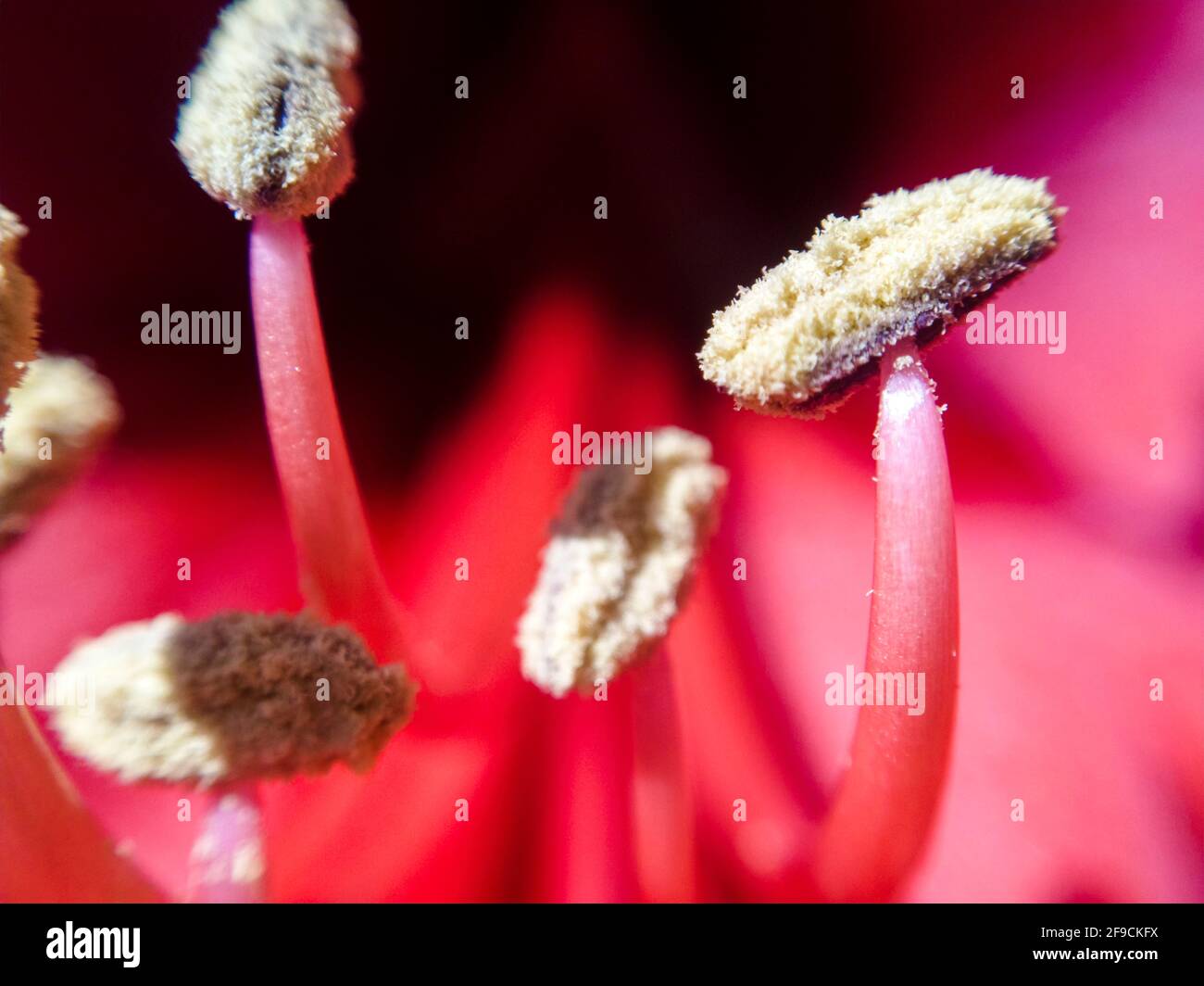 resistenza del fiore di amaryllis Foto Stock