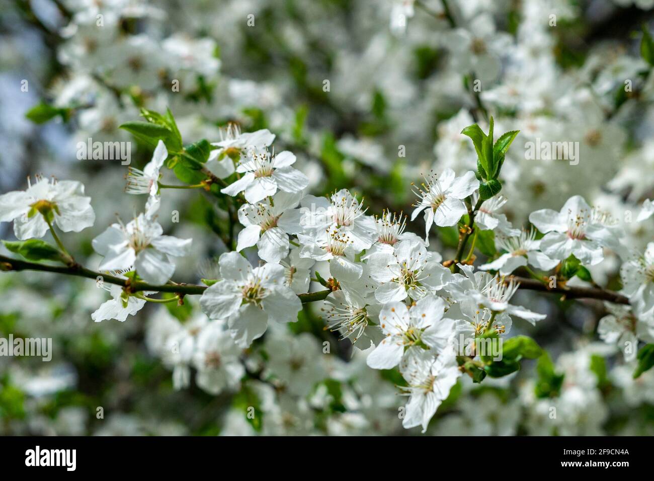 Primavera fiori bianchi su un albero da frutto in un frutteto Foto stock -  Alamy