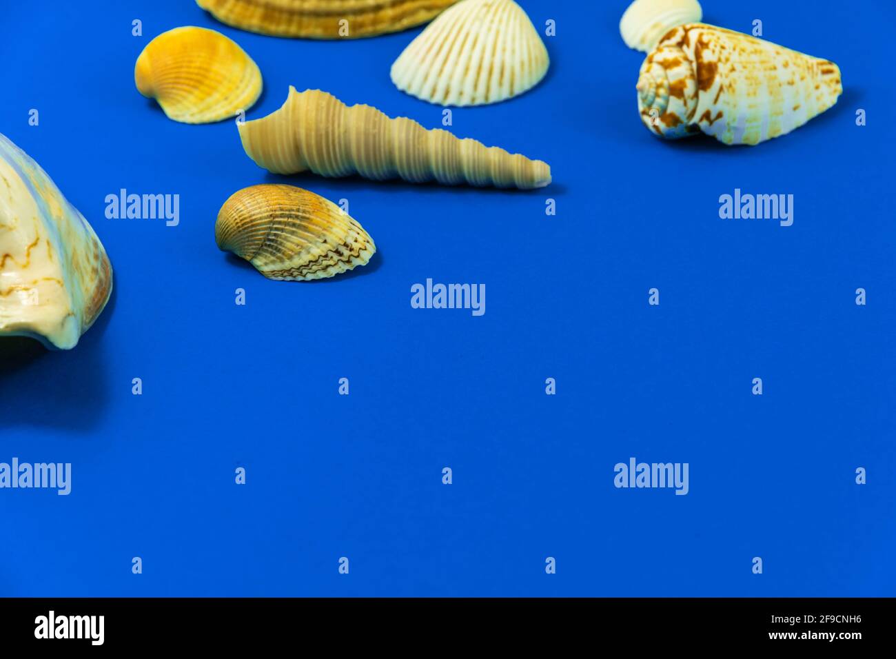 Composizione di Seashell su sfondo blu con foto copy space Foto Stock