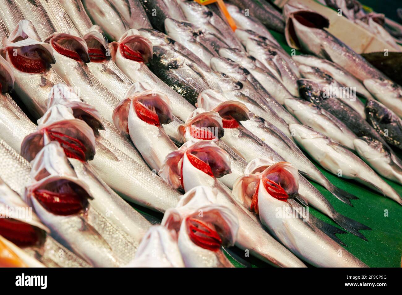 Immagine full frame del pesce sgombro mediterraneo sul bancone, con branchie aperte, rosso e fresco Foto Stock