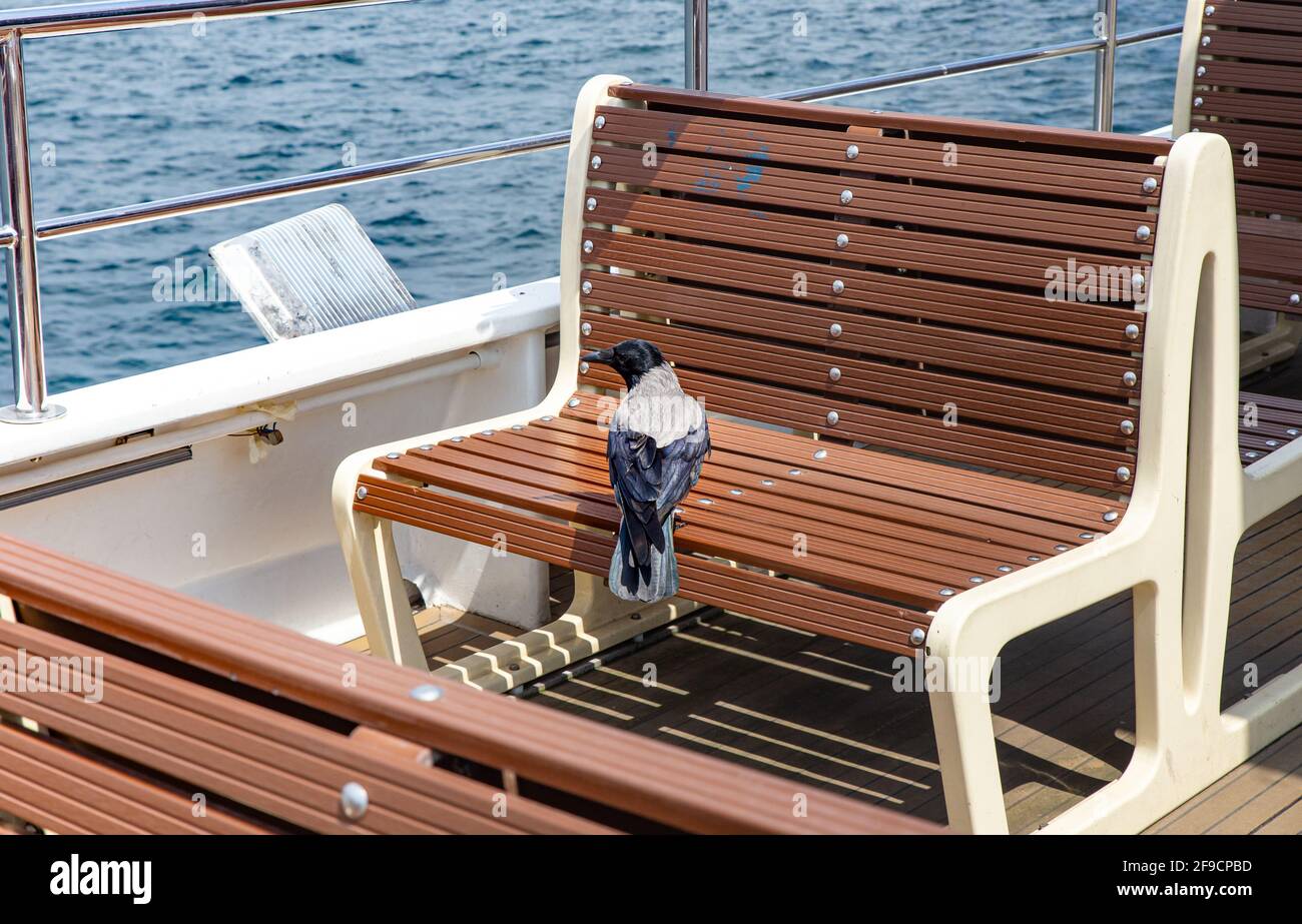 Corvo nero su un sedile vuoto a bordo di un traghetto una giornata di sole senza gente intorno Foto Stock