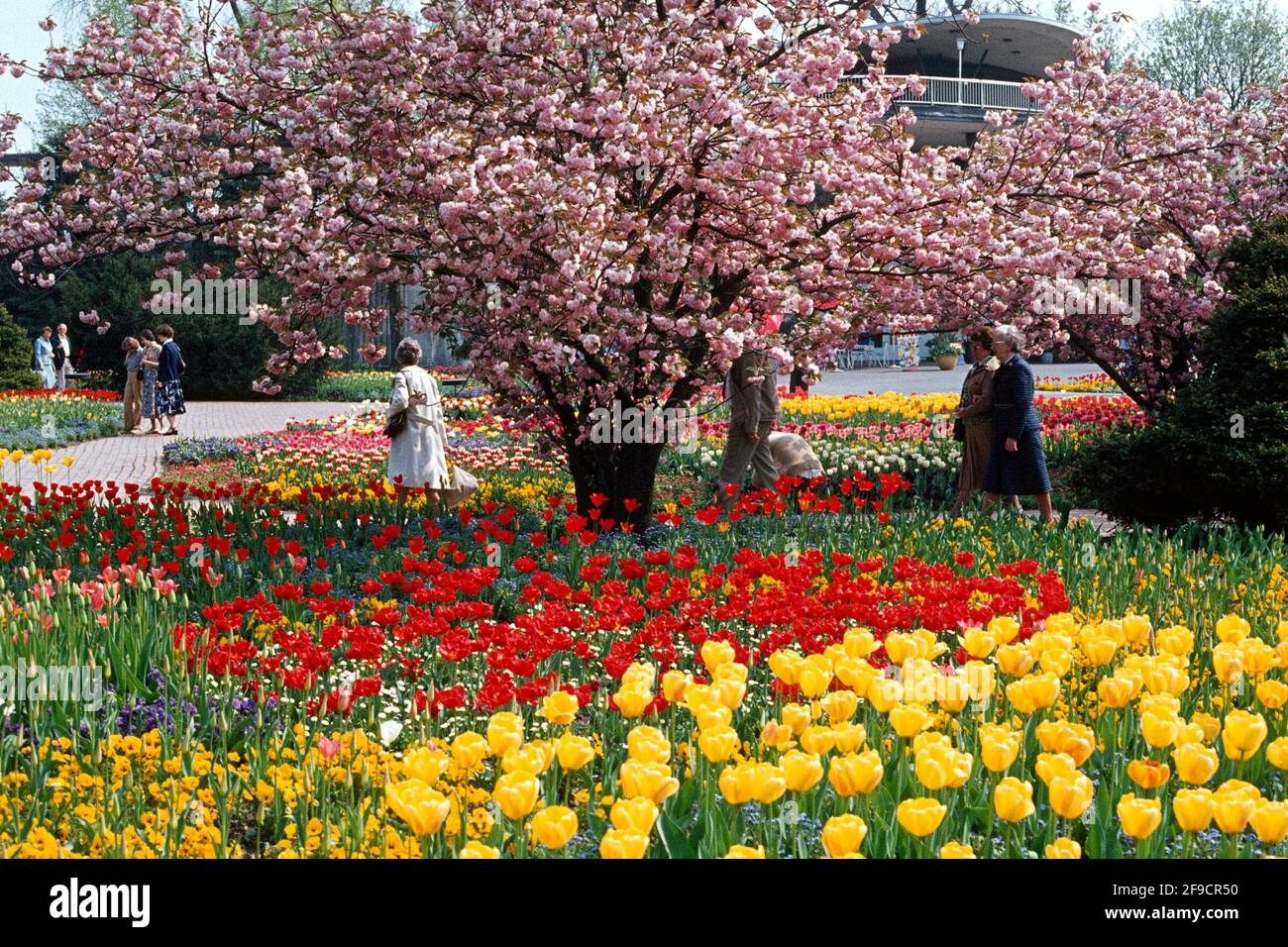 Fiore di primavera e tulipani nel Parco del Reno nel 1980, Colonia, Nord Reno-Westfalia, Germania Foto Stock