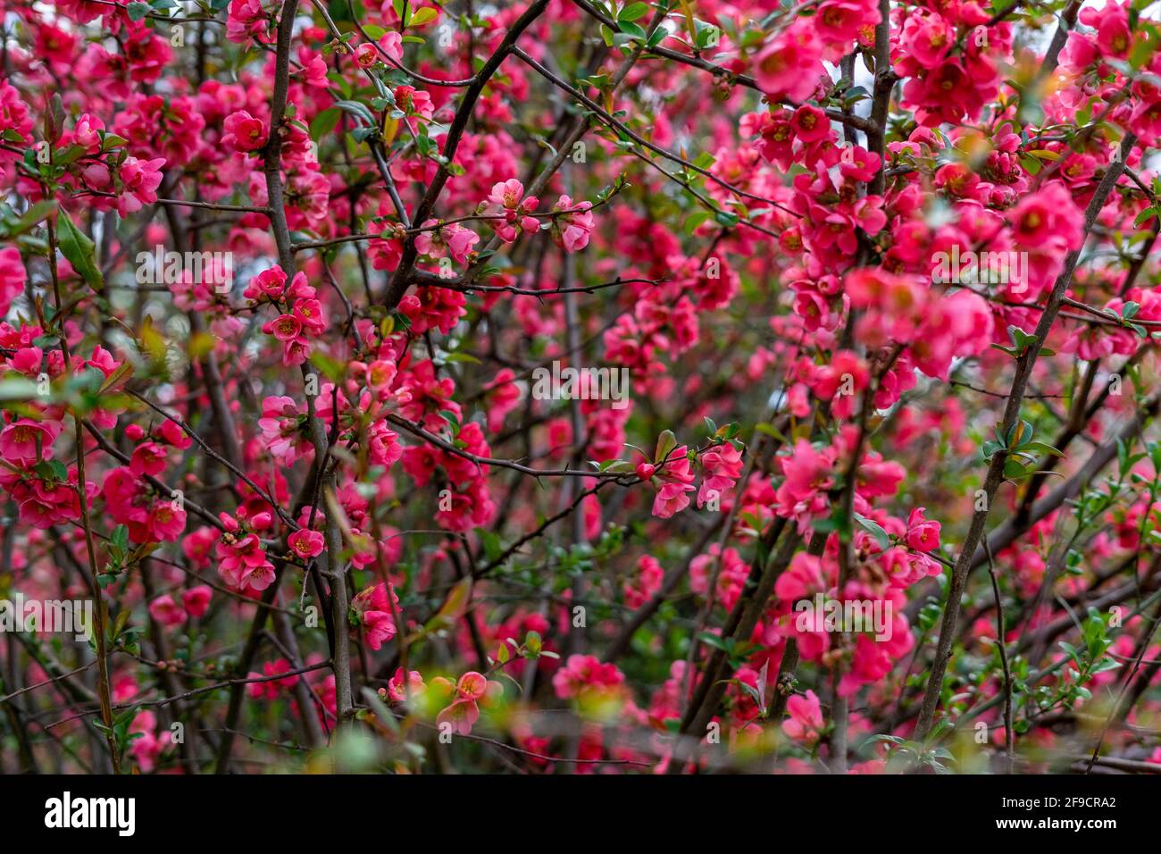 Primavera fiori rossi su un cespuglio in giardino con api Foto stock - Alamy