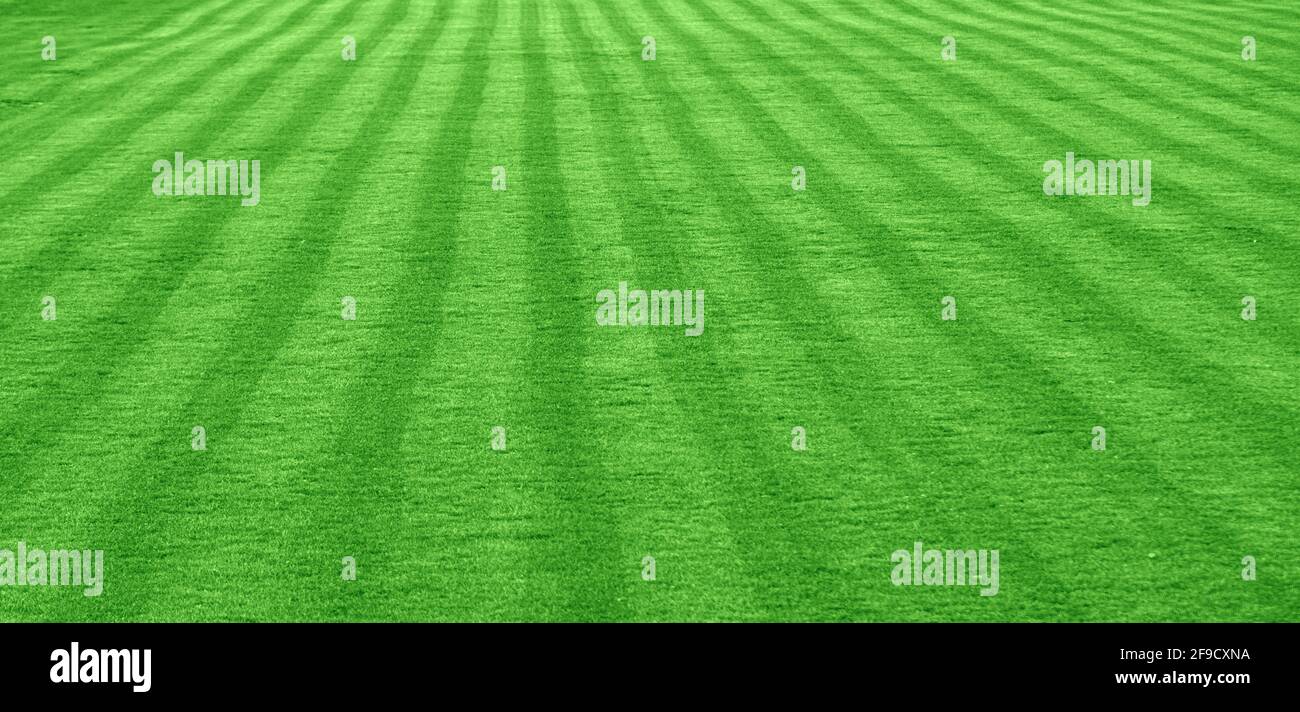 Prato erboso. Il prato in erba sul campo di calcio come sfondo. Foto Stock