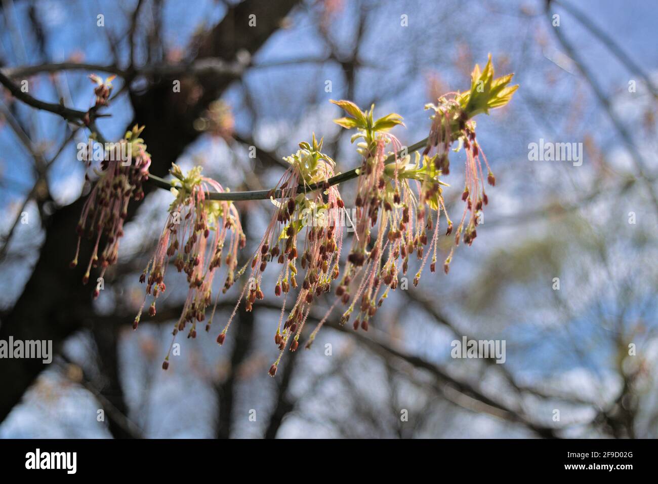 Nuovissimi germogli e foglie di un acero più anziano (Acer negundo) all'inizio della primavera a Ottawa, Ontario, Canada. Foto Stock