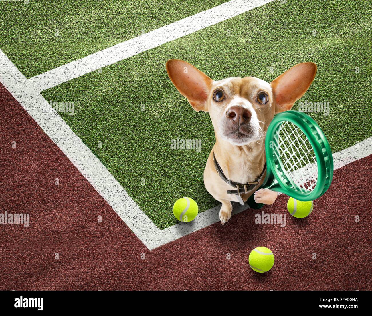 giocatore sportivo chihuahua cane sul campo da tennis con palle, pronto per  un gioco o una partita Foto stock - Alamy