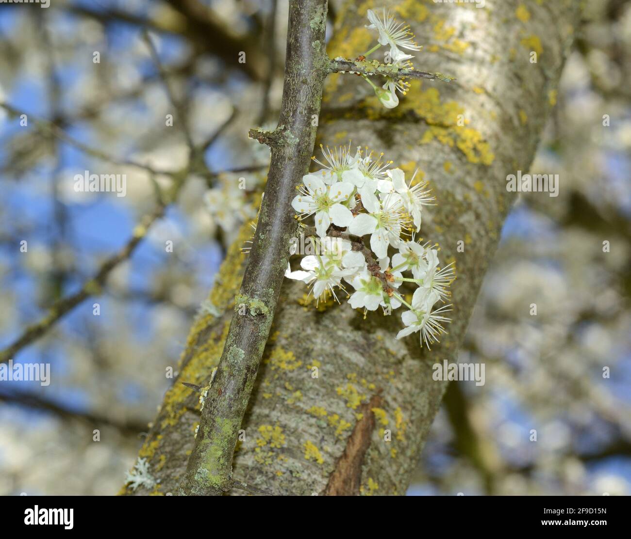 primo piano di un gruppo di fiori bianchi di prugna su un albero. Sfondo a molla. Bokeh Foto Stock