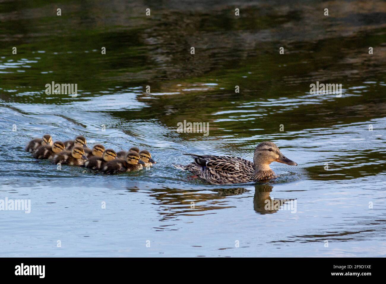Femmina Mallard con i suoi nove Ducklings in acqua Foto Stock