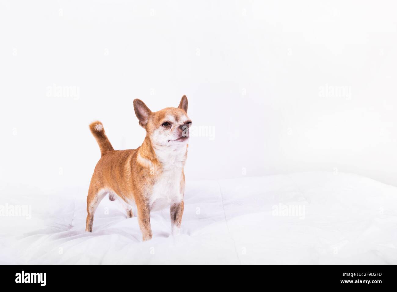 Carino chihuahua marrone con faccia scettica che guarda in alto Foto Stock