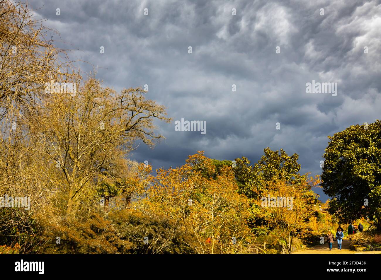Cielo drammatico con nuvole di tempesta grigia sopra il gelo danneggiato magnolia alberi in RHS Garden, Wisley, Surrey, sud-est Inghilterra in primavera prima pioggia pesante Foto Stock