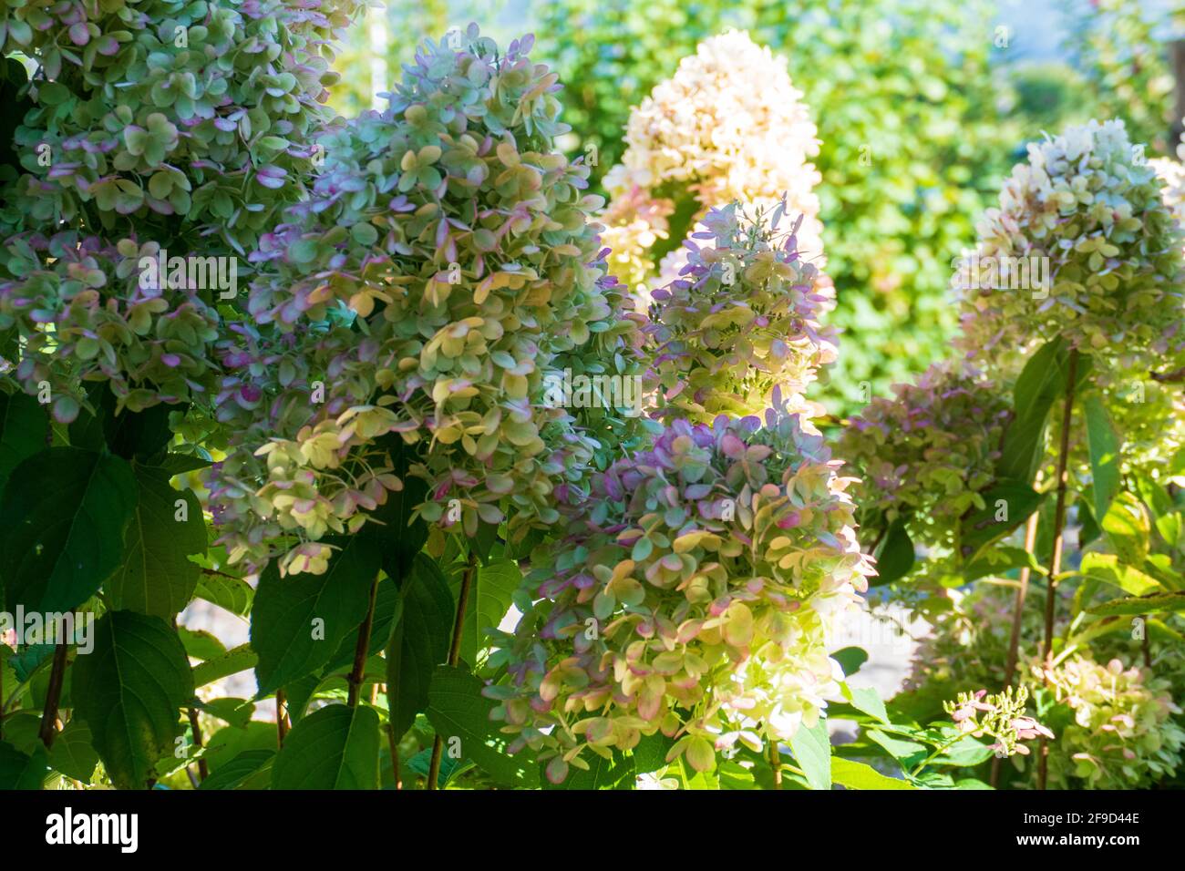 Rispen Hortensie, Hydrangea, in weiß rosa Tönen Foto Stock