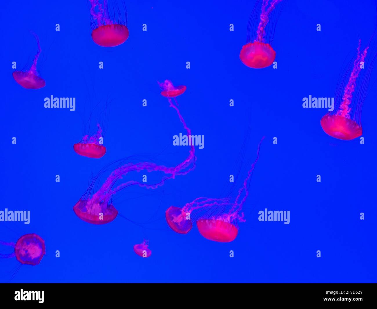 Le gelatine marine galleggiano nell'acqua di mare blu limpida Foto Stock