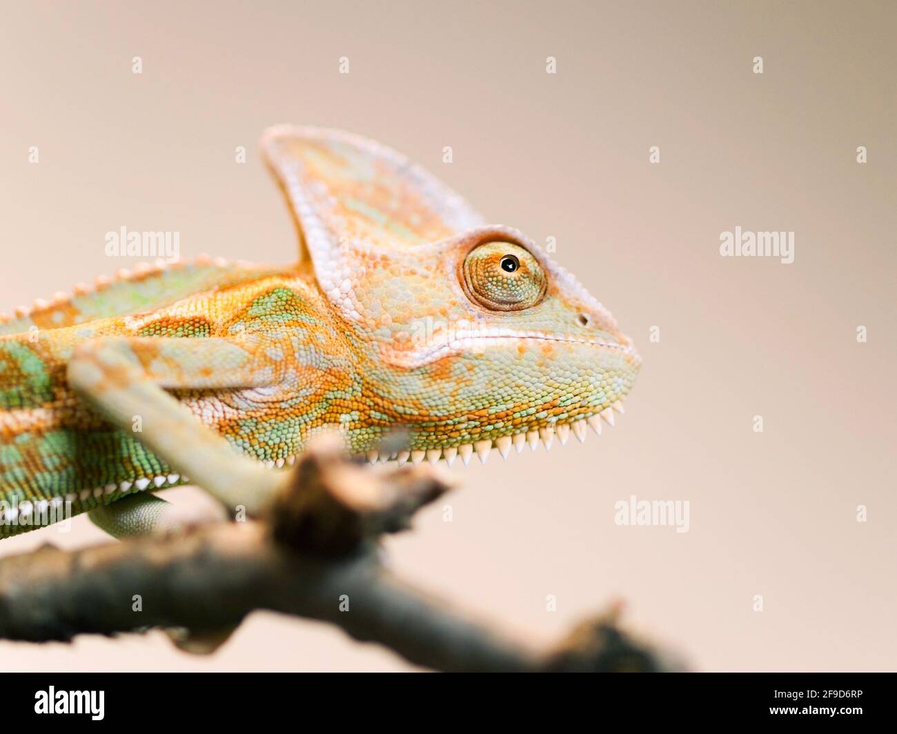 Ritratto del camaleonte con testa a cono sul ramo in vista - Chameleo calyptratus Foto Stock