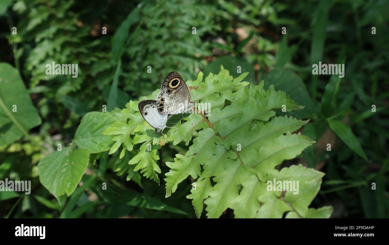 Bella vista della farfalla Sinalese cinque anelli e quattro bianchi ring butterfly meeting su una foglia anteriore Foto Stock