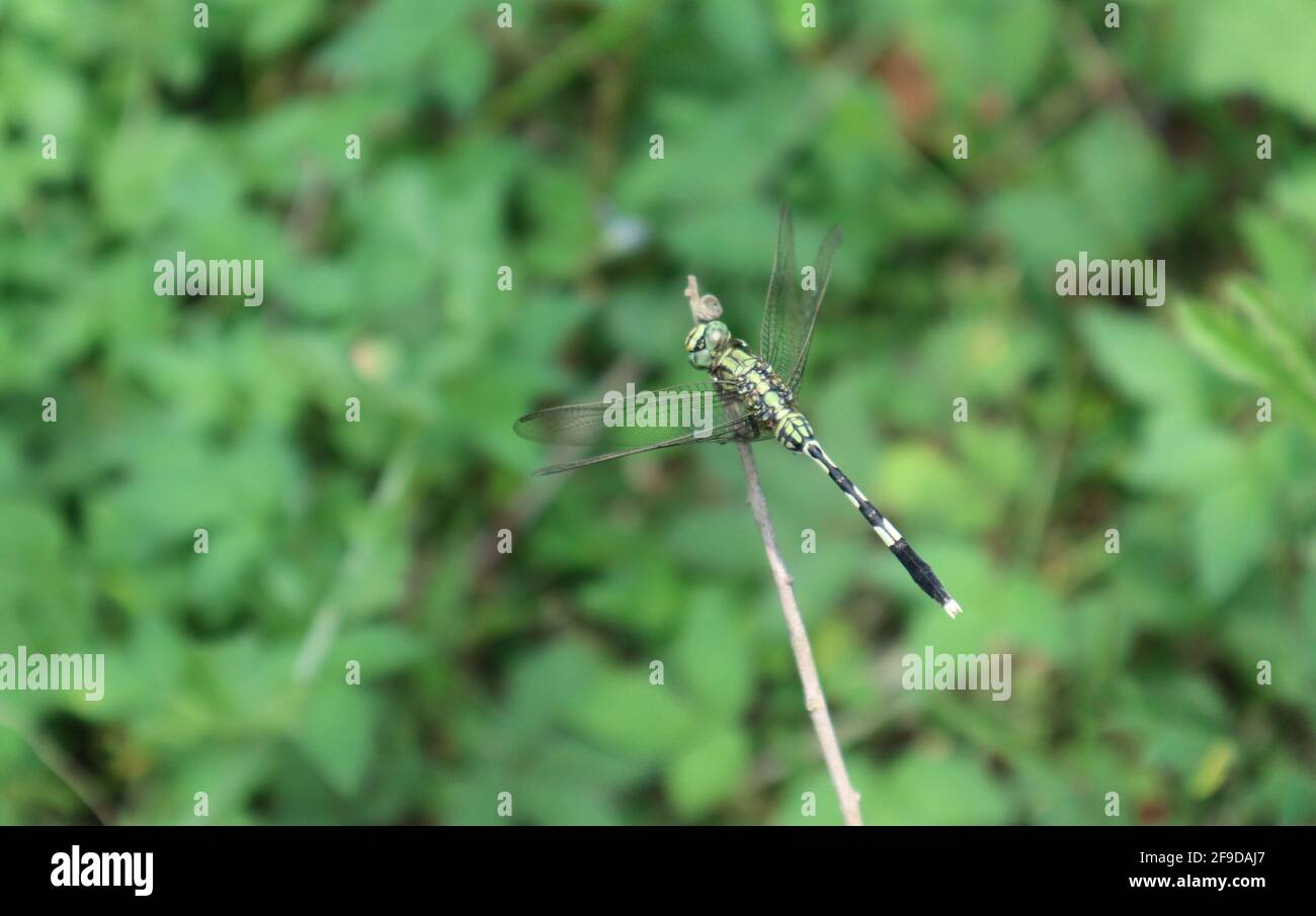 La vista dall'alto di una libellula verde e nera si affaccia intorno muovendo gli occhi verdi mentre si siede su un asciutto bastone Foto Stock