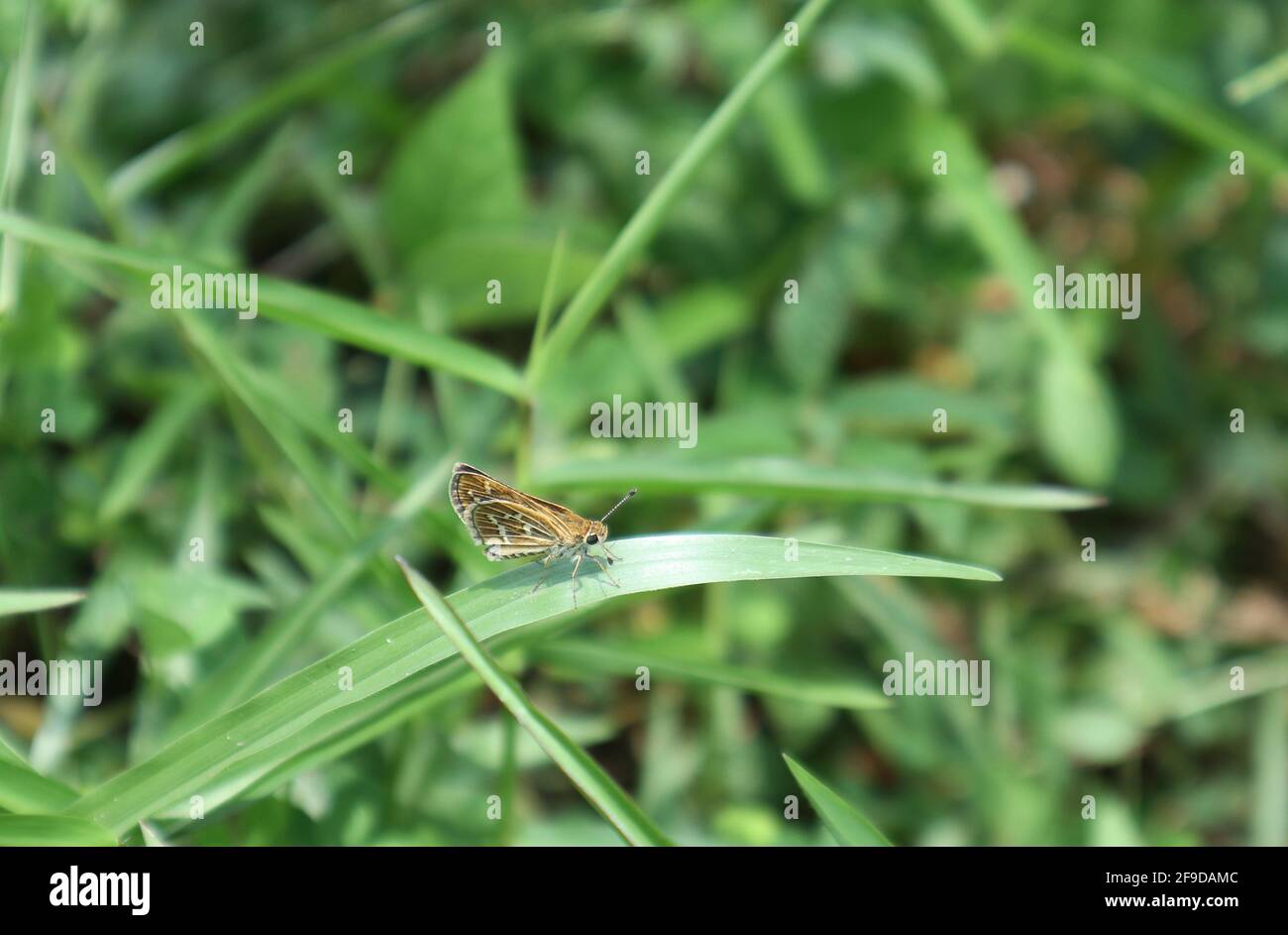 Bella vista di una comune erba freccetta farfalla su un foglia di erba con la foglia di erba Foto Stock