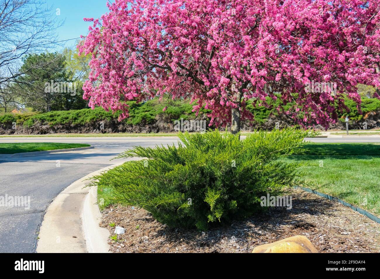Prairie Rosa granchio; Malus loensis;fioritura in un giardino paesaggistico con un arbusto di ginepro in primavera. Kansas, Stati Uniti. Foto Stock