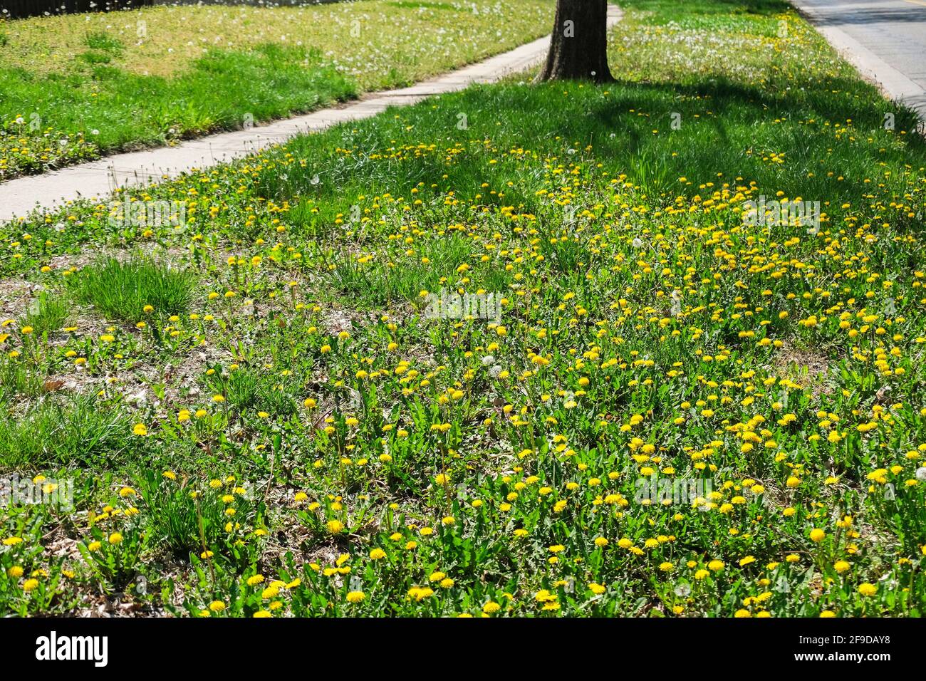 Molti dandelions comuni, T. officinale, fiori di campo commestibili, che crescono tra un marciapiede e la strada in primavera. Kansas, Stati Uniti Foto Stock