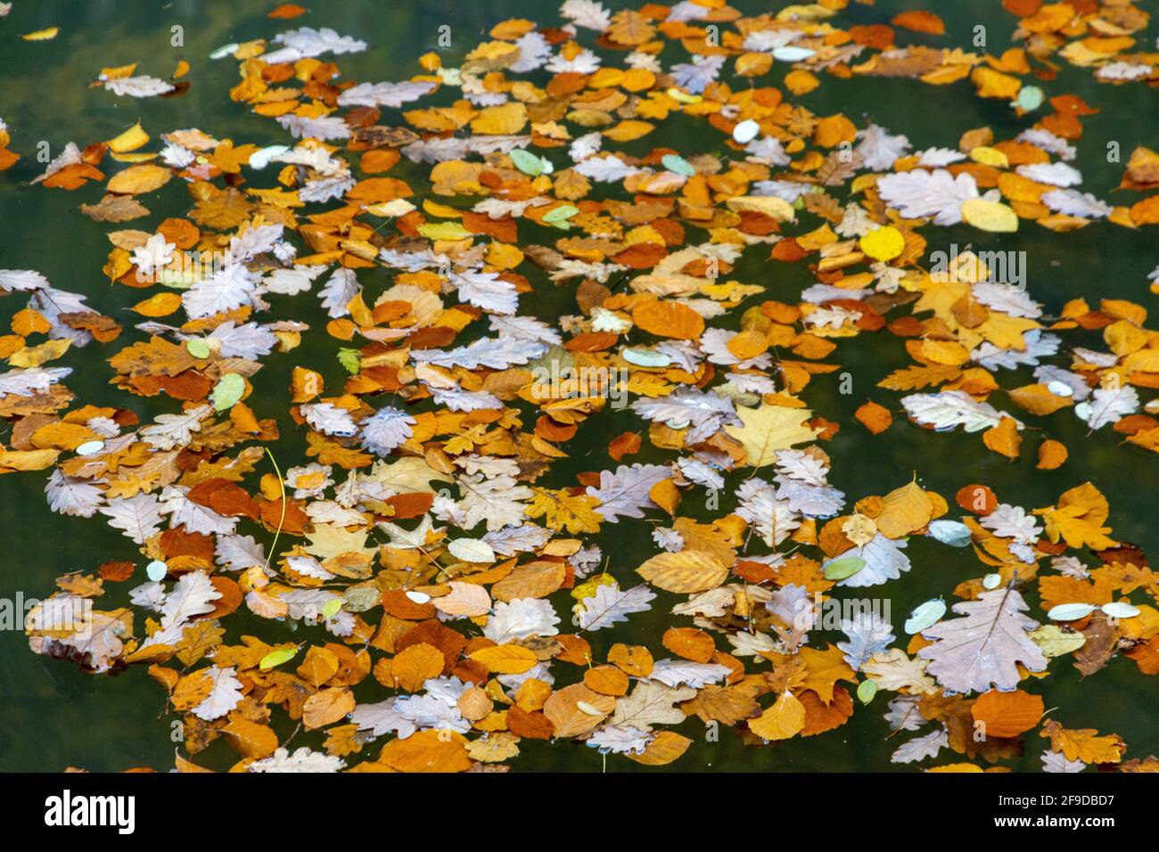 Foglie colorate in autunno in acqua Foto Stock