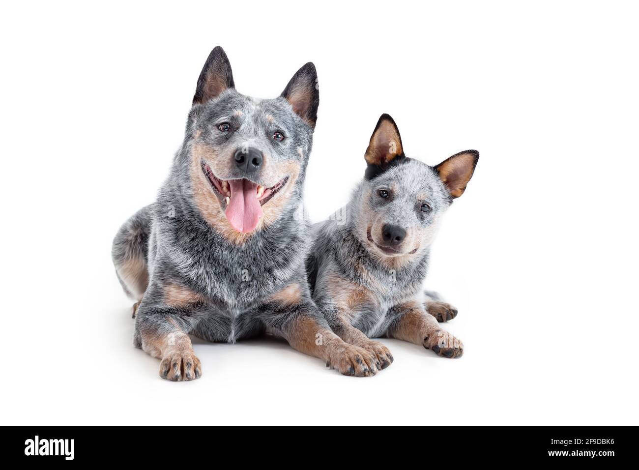 Due cani da allevamento azzurri felici o australiani, adulti e cuccioli, isolati su sfondo bianco. Foto Stock
