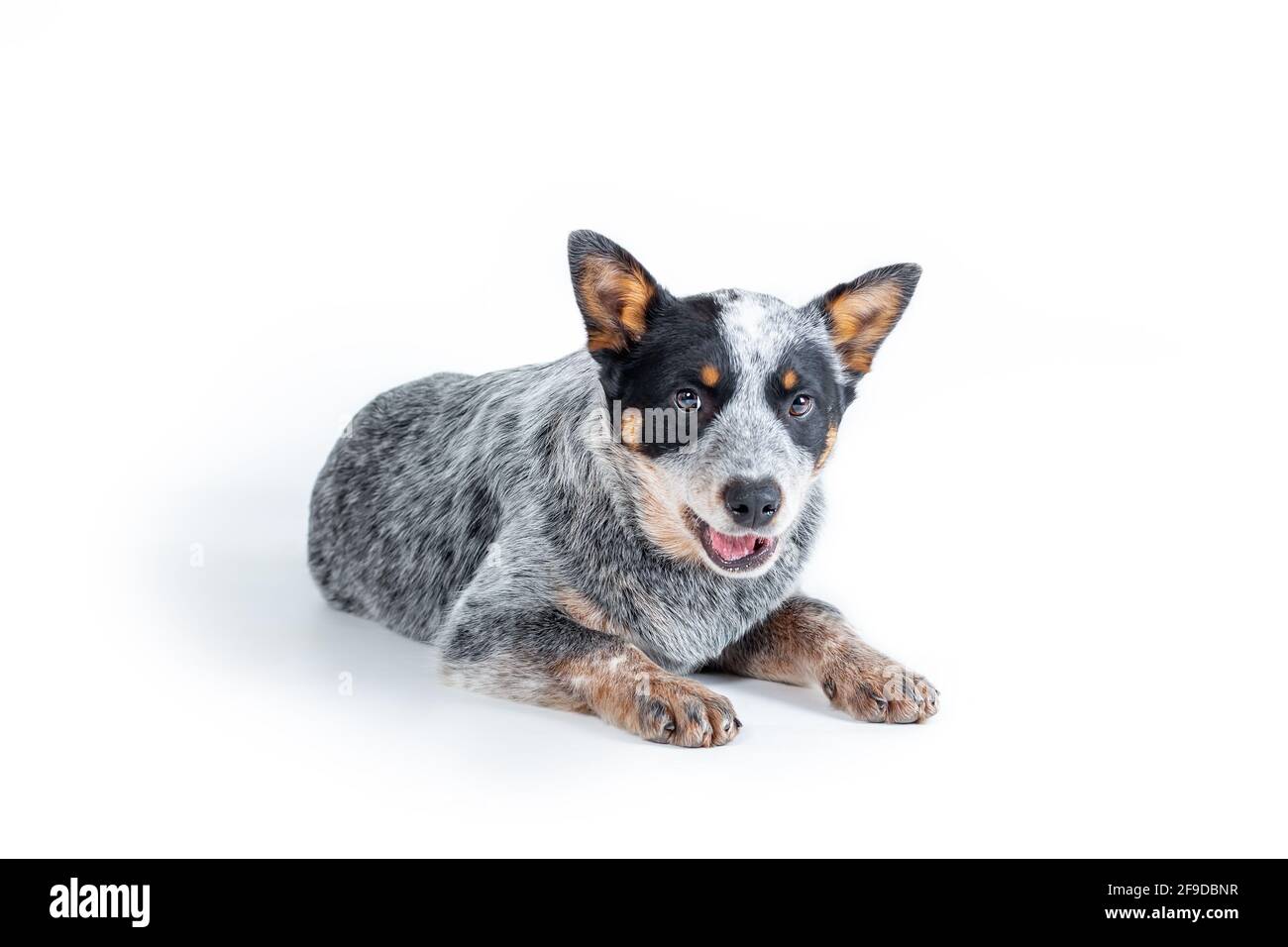 Carino heeler blu o cucciolo australiano del cane del bestiame sdraiato su sfondo bianco Foto Stock