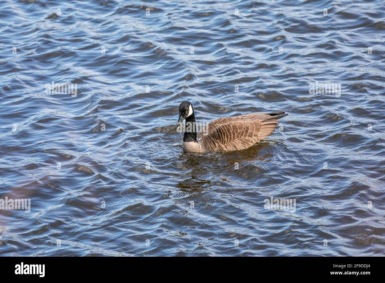 Canada Goose nuotare nel fiume Foto Stock