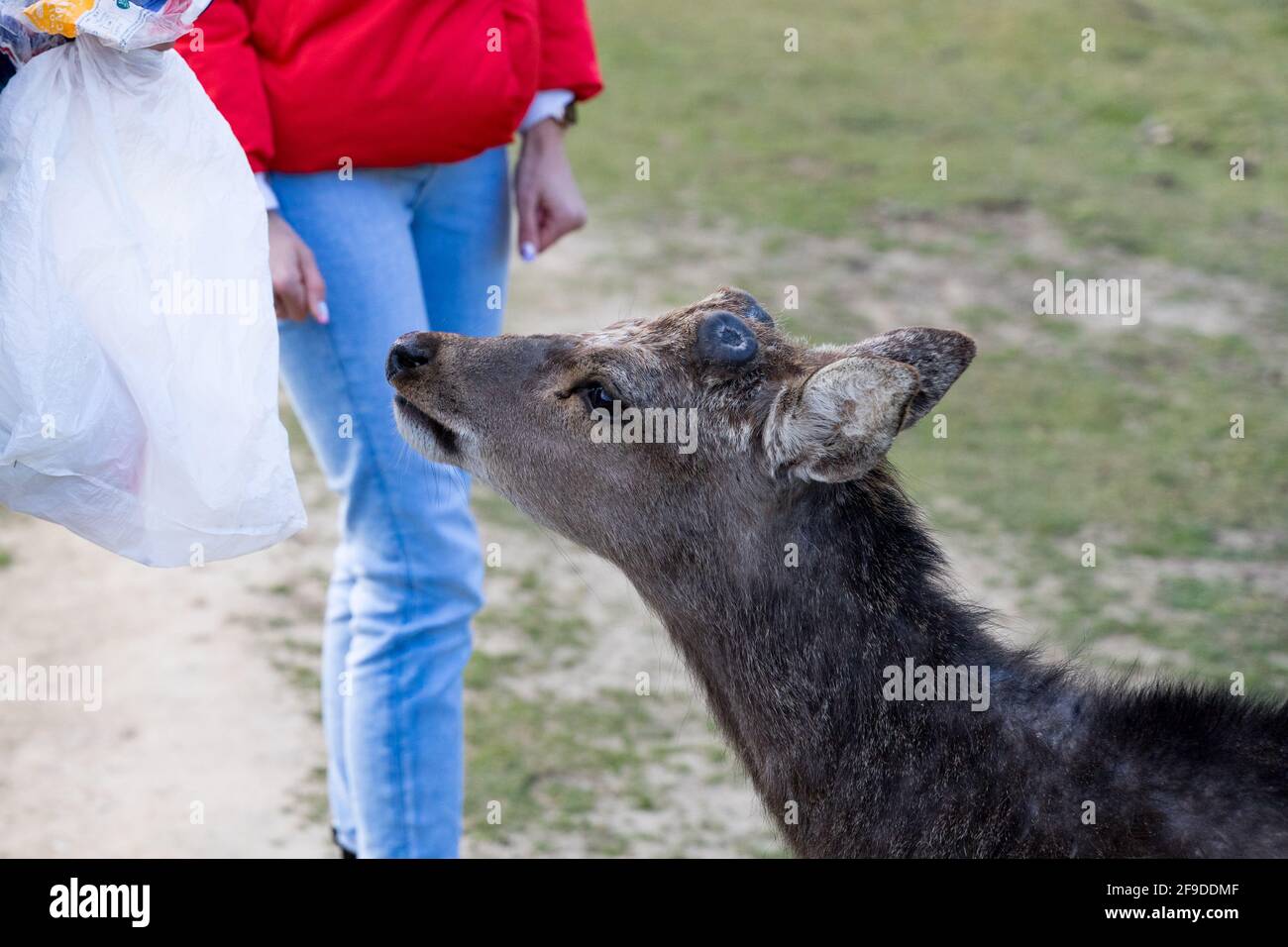 Sika alla ricerca di cibo dai visitatori al parco di Knole, Kent Foto Stock