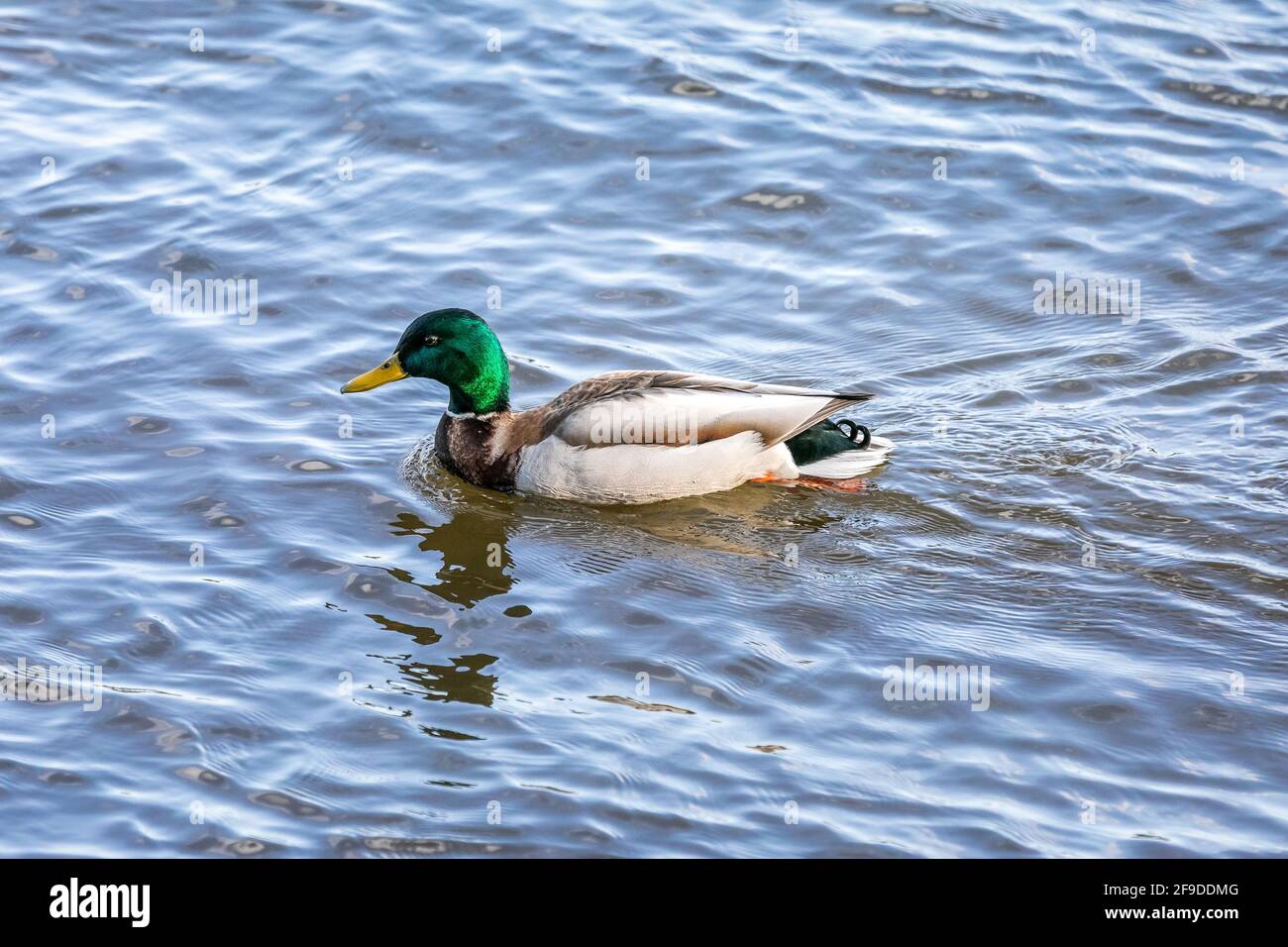 Mallard Wild Duck - testa verde - in Quebec, Canada Foto Stock