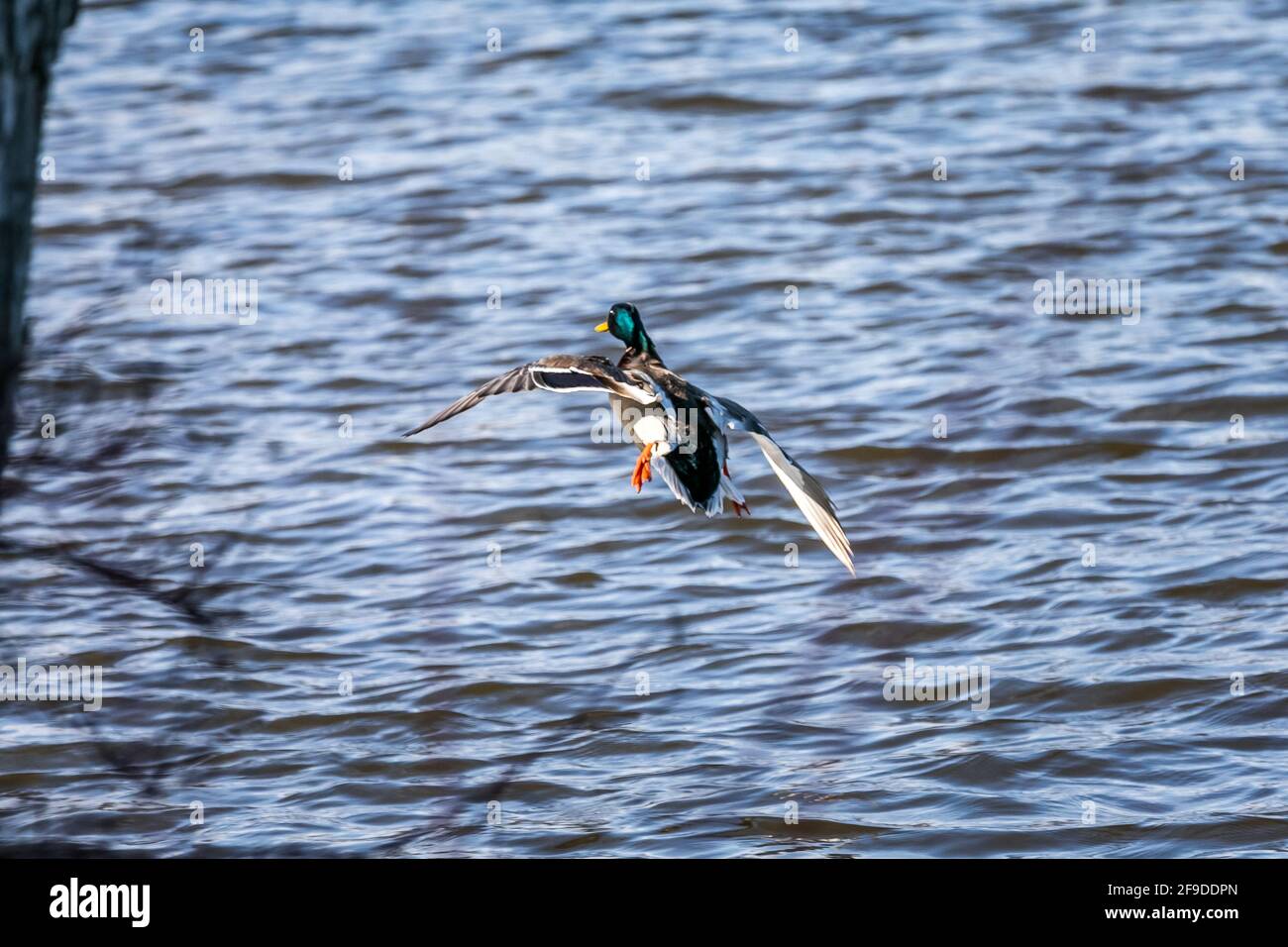 Mallard Wild Duck - testa verde - in Quebec, Canada Foto Stock