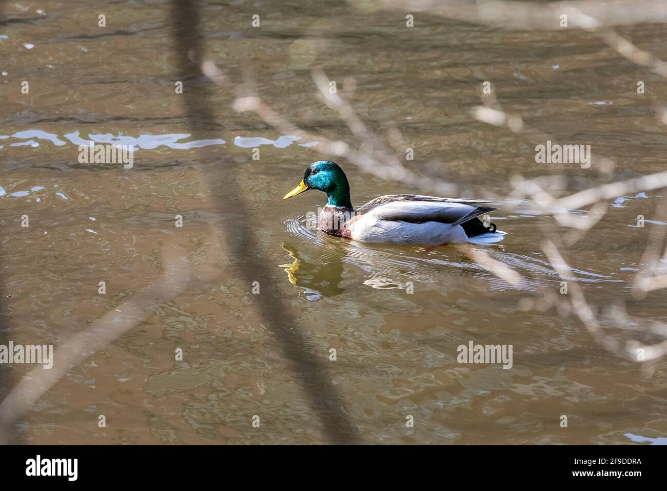 Mallard Wild Duck - testa verde - in Quebec, Canada Foto Stock