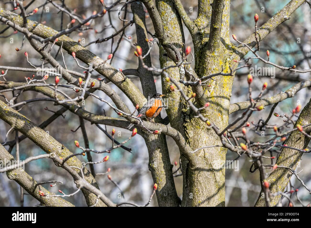 American Robin su un ramo di albero - Quebec, Canada Foto Stock