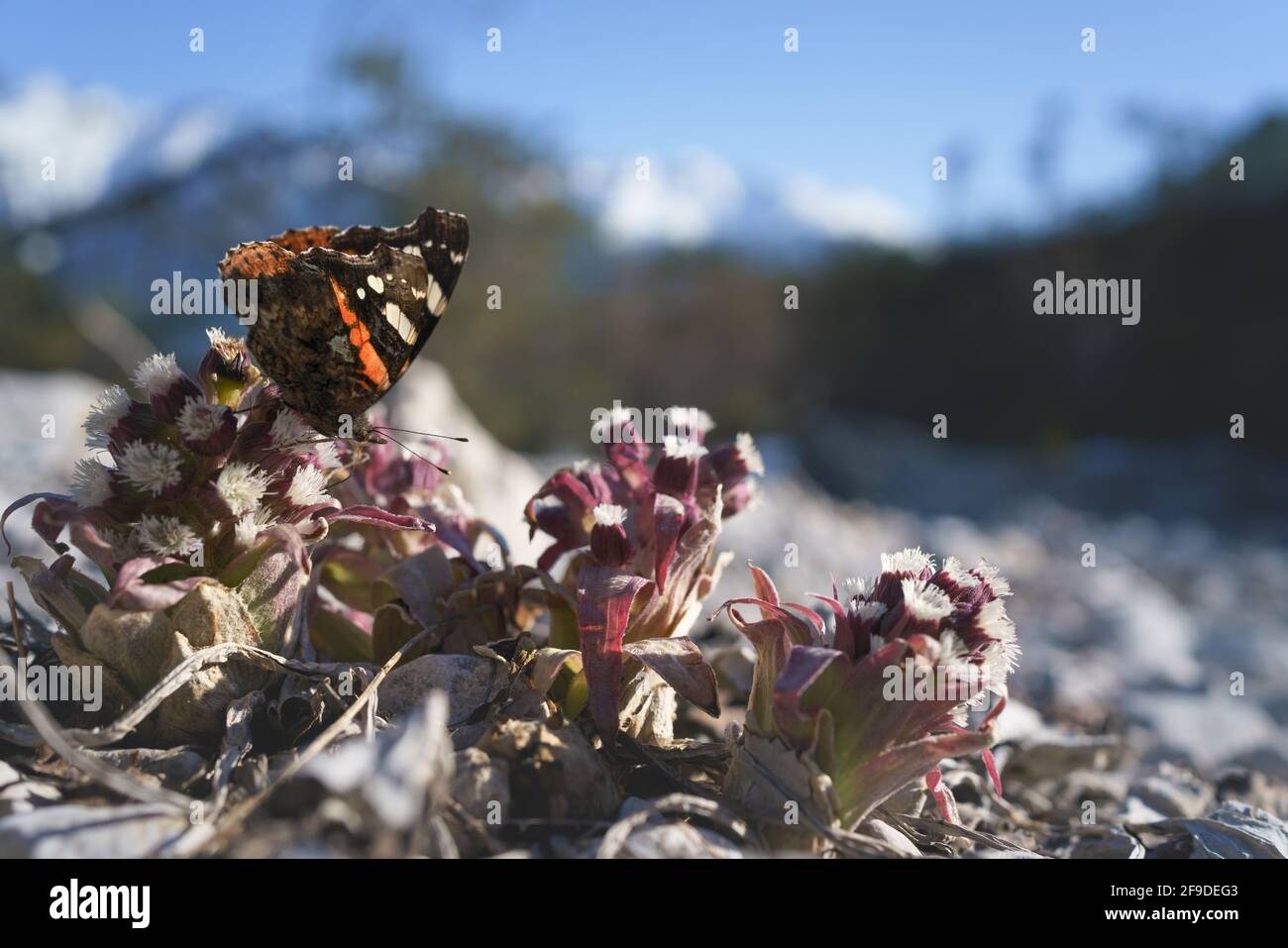 Farfalla Ammiraglio rossa - Vanessa atalanta - seduta su un cardo viola in paesaggio alpino, Austria Foto Stock
