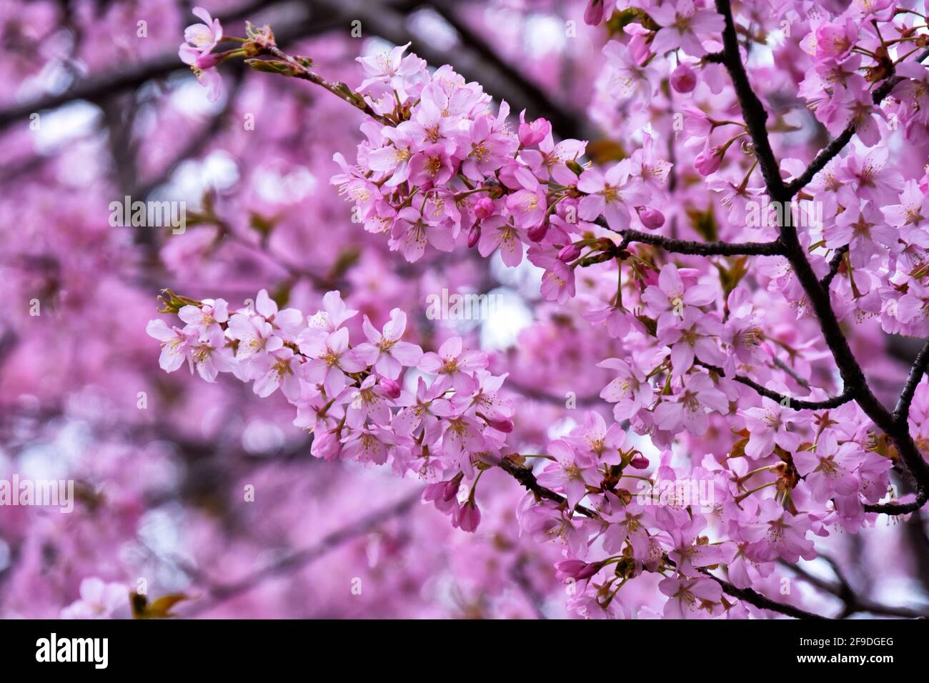 Rosa ciliegia fiorisce in primavera nel parco di Toronto Foto Stock