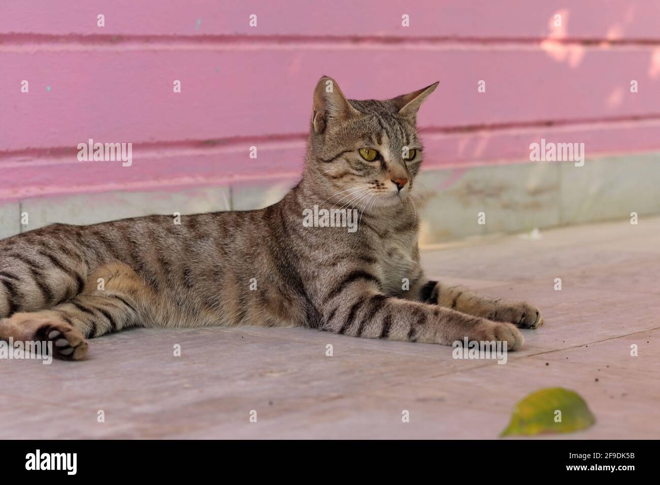 Primo piano di gatto seduto nel cortile della casa. Concetto di riposo estivo, animali domestici Foto Stock