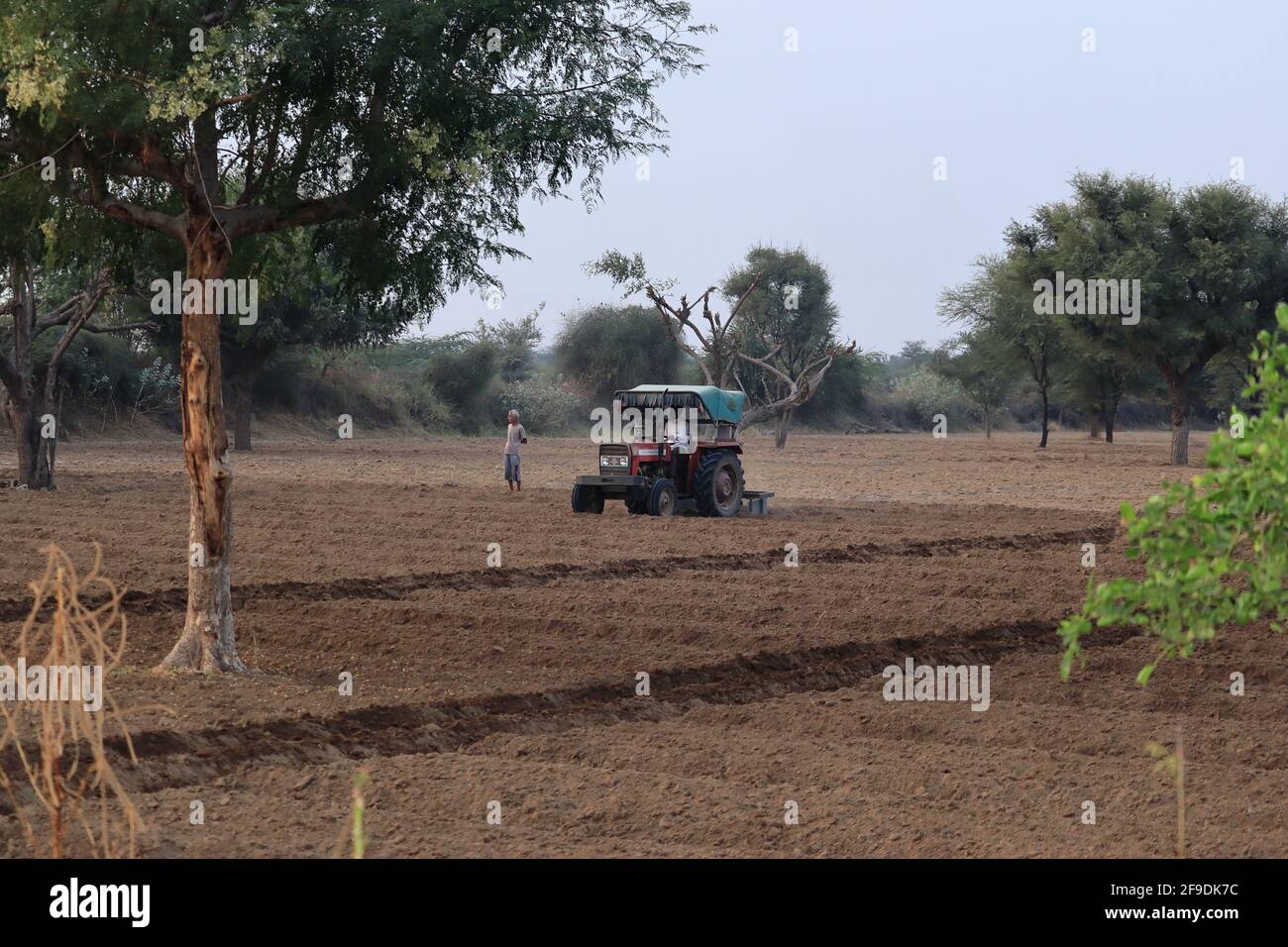 Primo piano dell'aratura degli agricoltori indiani per aiutare il trattore nel settore agricolo. Concetto di agricoltura biologica e naturale Foto Stock