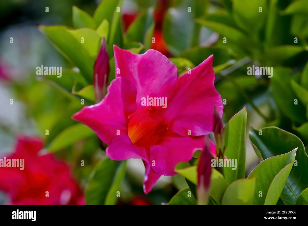 Fiore del gelsomino brasiliano o Dipladenia - Mandevilla sanderi - in estate, Germania Foto Stock