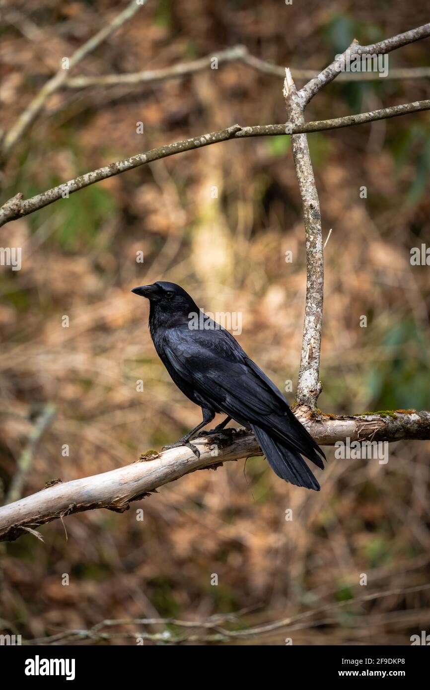 blackbird su un ramo nella foresta Foto Stock