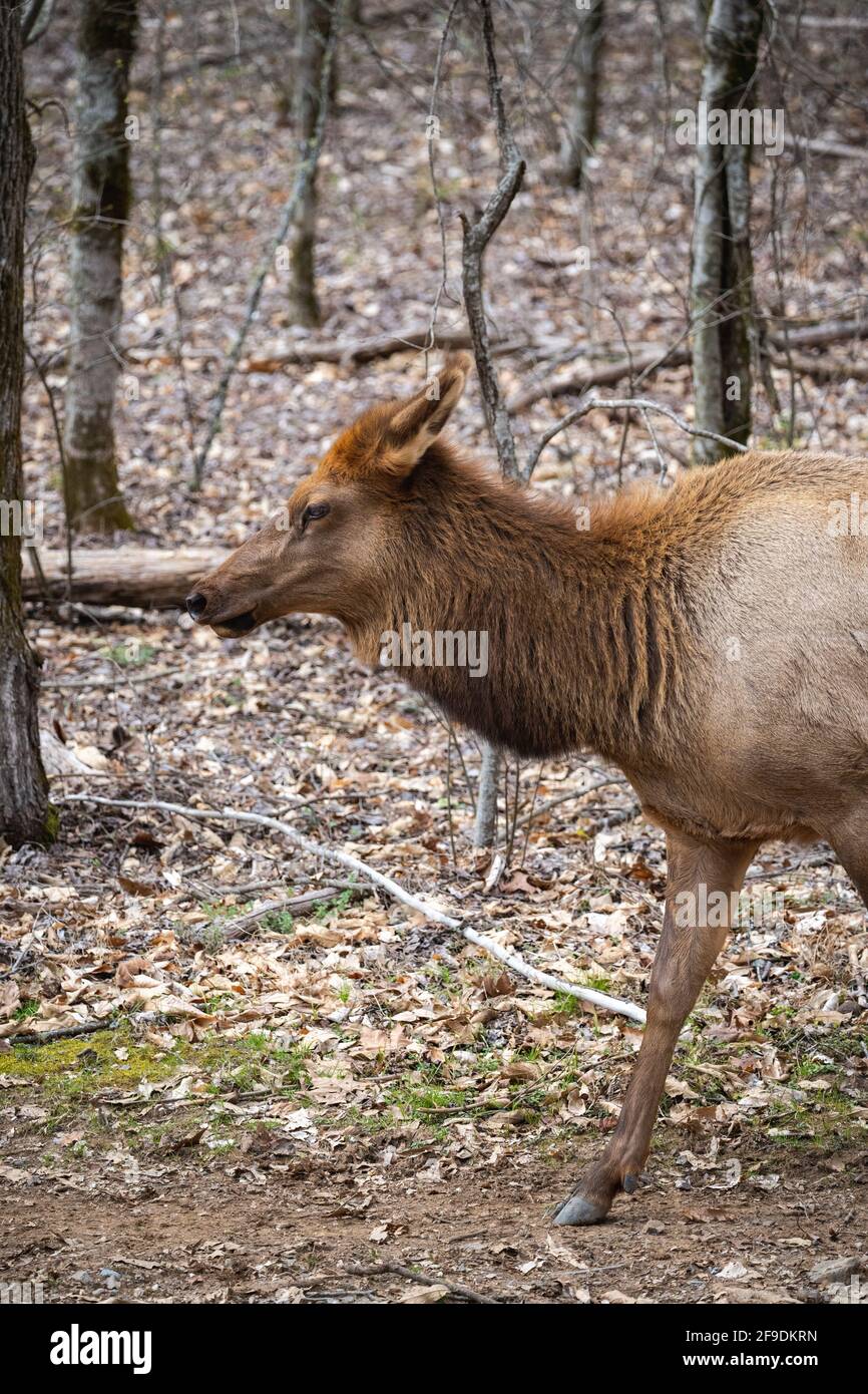 closeup di una mucca alce manitoban nei boschi Foto Stock