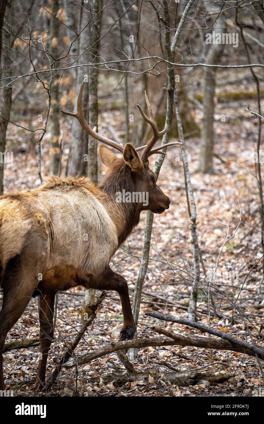 alce toro che tornano nei boschi Foto Stock