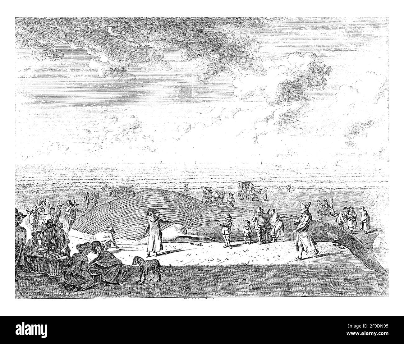 Una balena franca, gli spettatori camminano e si siedono intorno all'animale, sullo sfondo alcune carrozze sulla spiaggia. Foto Stock