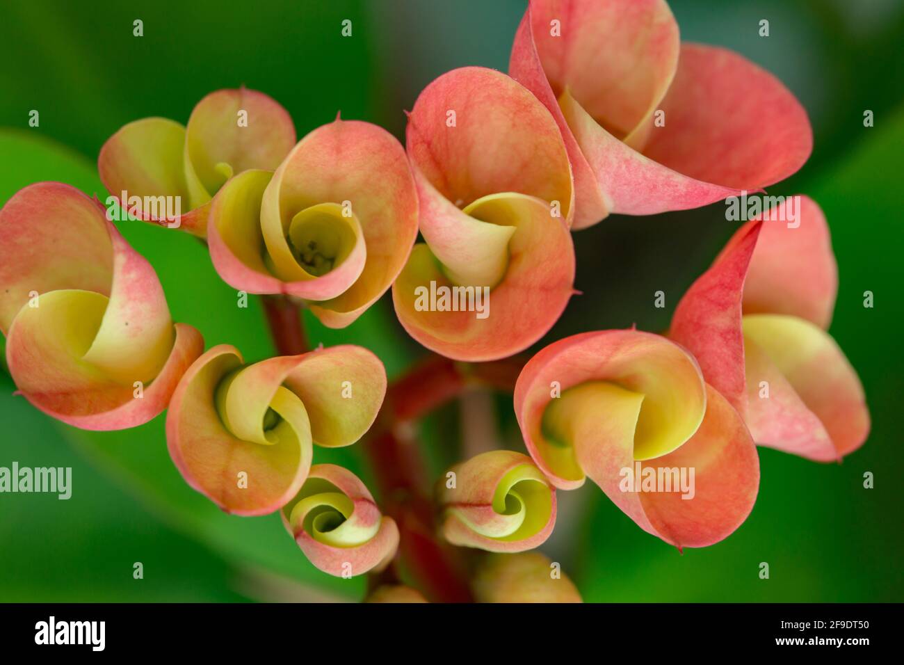 Euphorbia milii (corona di spine, pianta di Cristo, spina di Cristo) è una specie di pianta fiorente della famiglia Euphorbiacia Foto Stock