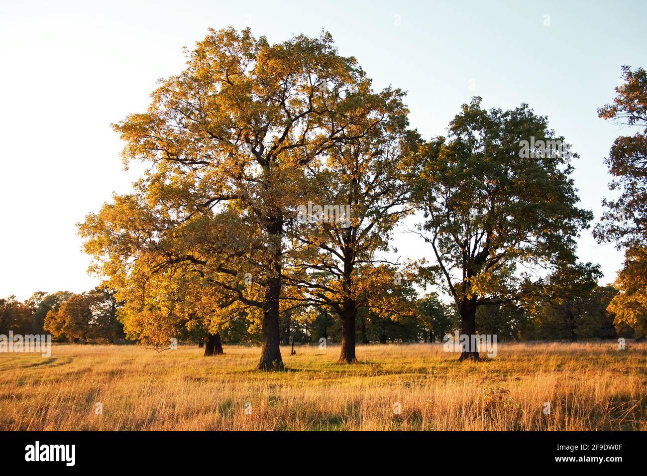 Gruppo di grandi querce antiche in un campo in autunno Foto Stock