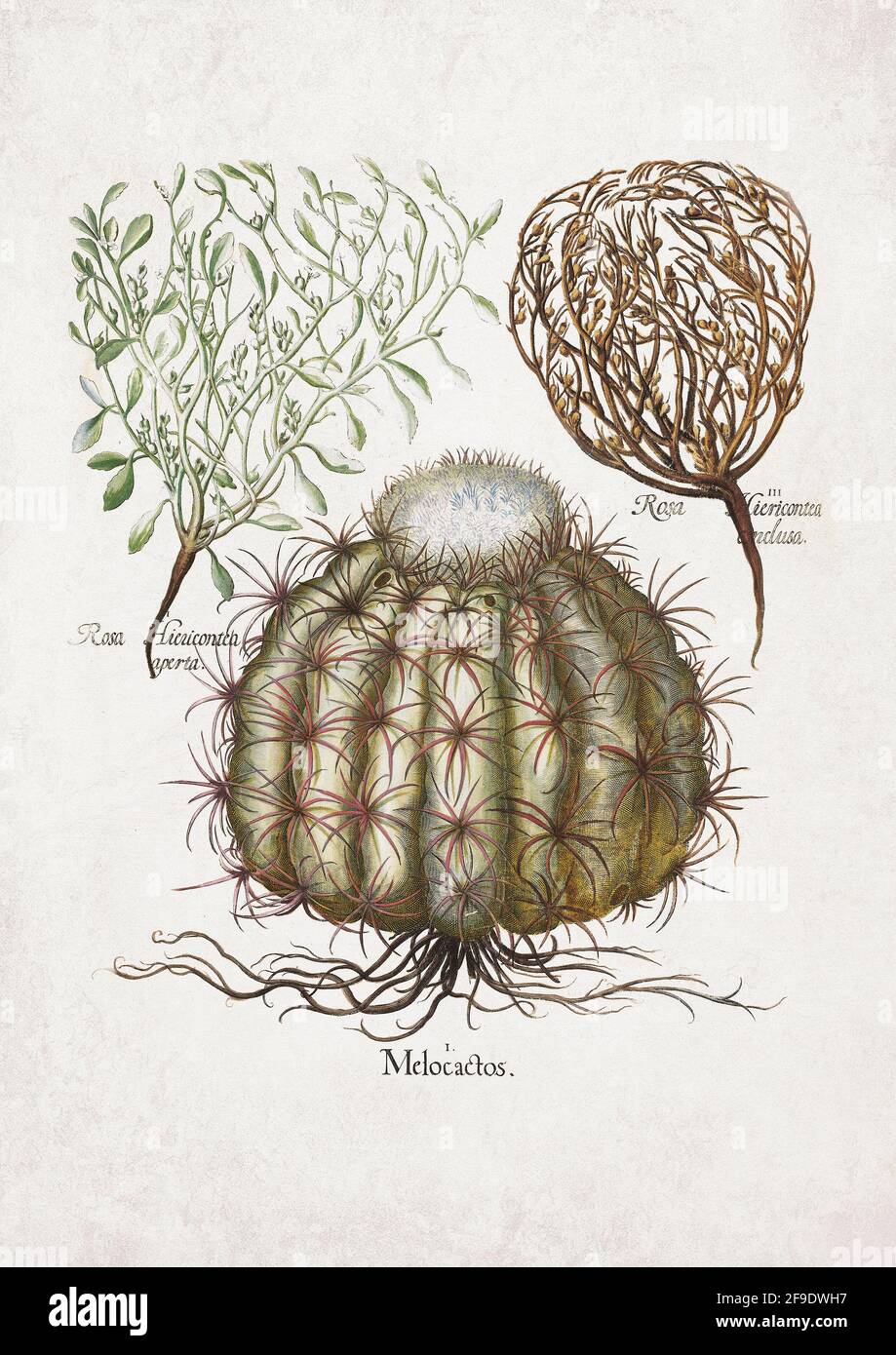 Basilico Besler – Melocactos (Cactus) – Arte di Basilius Besler (1561–1629) Foto Stock