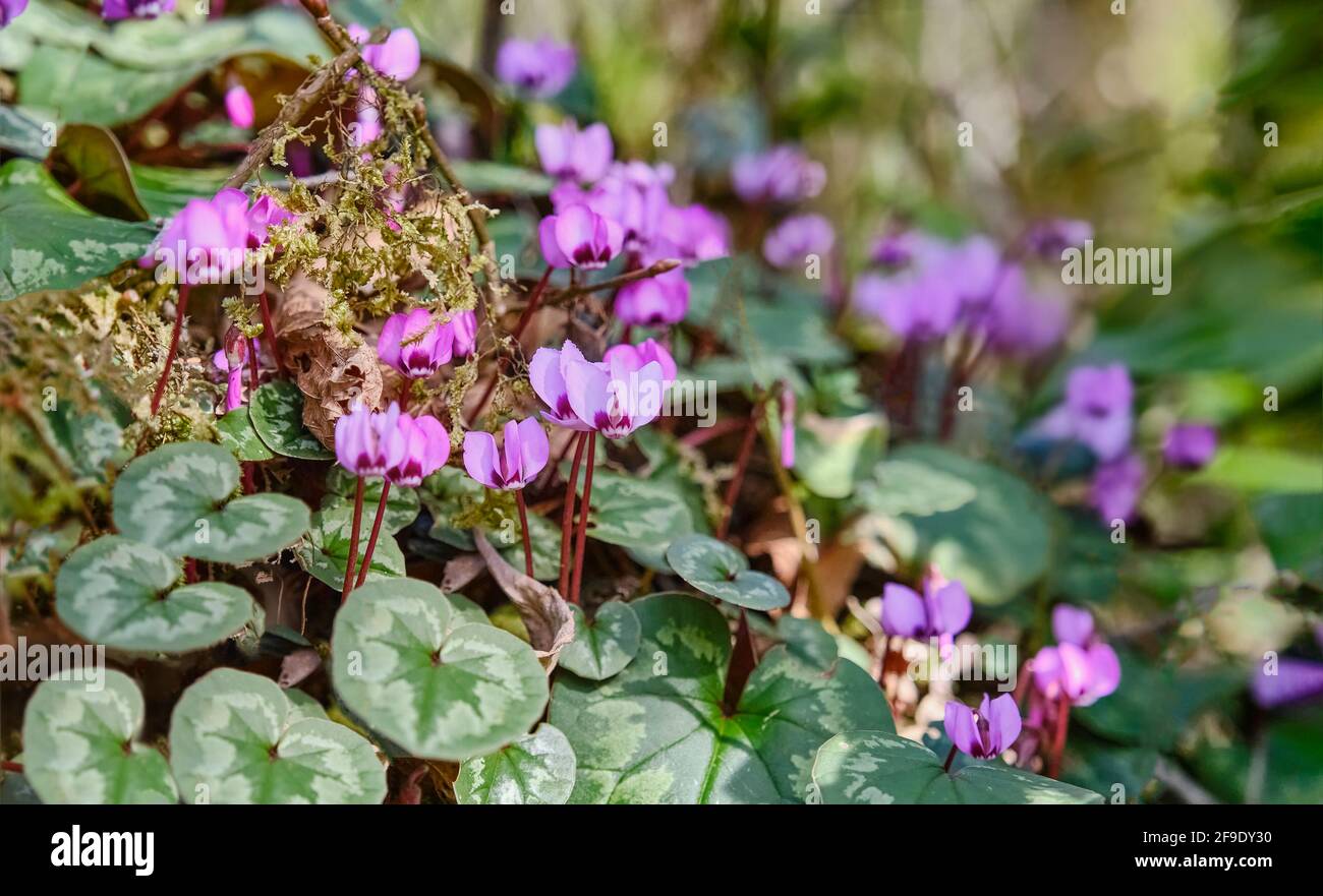Fiori rosa in fiore di una pianta di ciclamino in natura selvaggia. Riserva della biosfera caucasica, Russia. Foto Stock