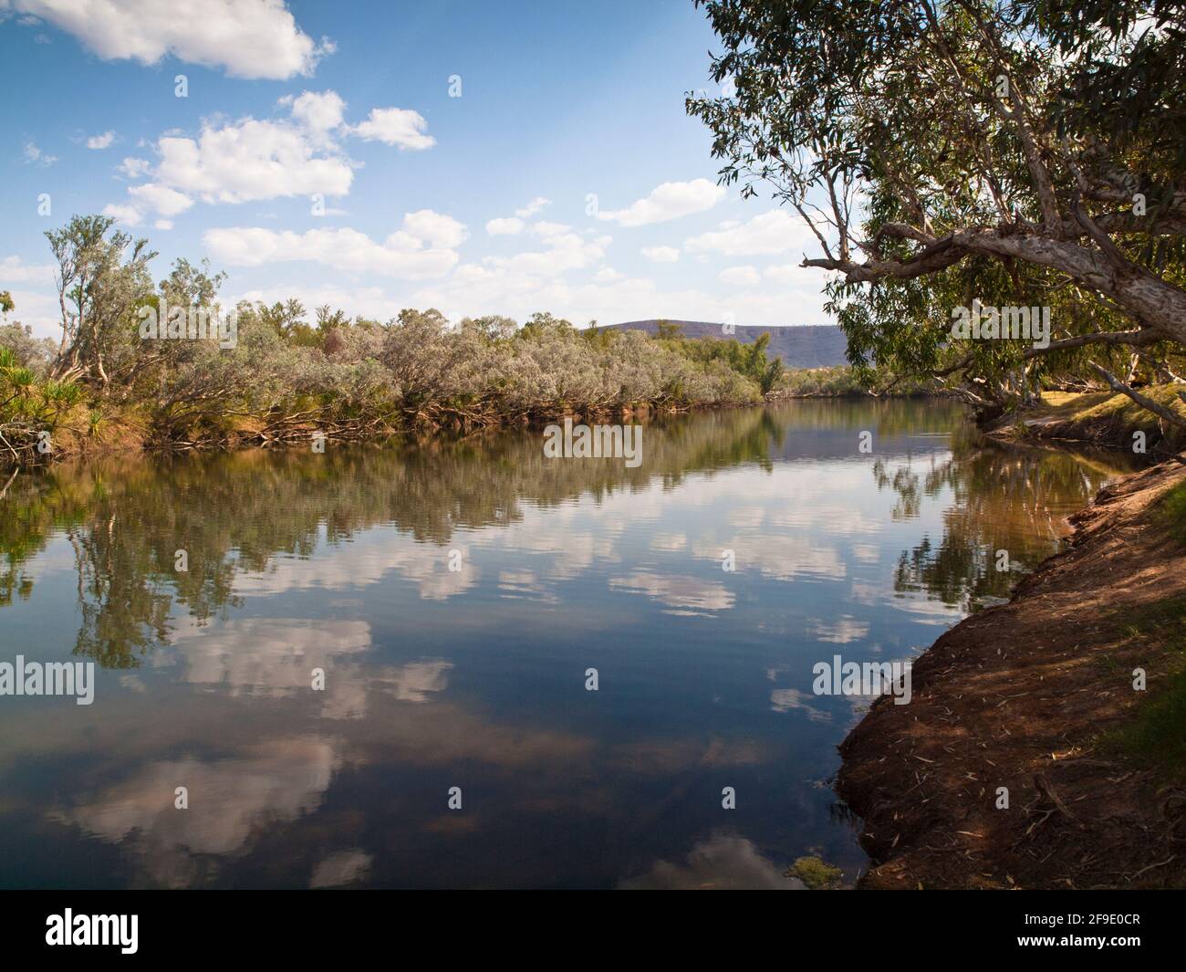 Fiume Fitzroy fiancheggiato da Paperbark a Cadjeput Hole, Mornington, Kimberley, Australia occidentale Foto Stock