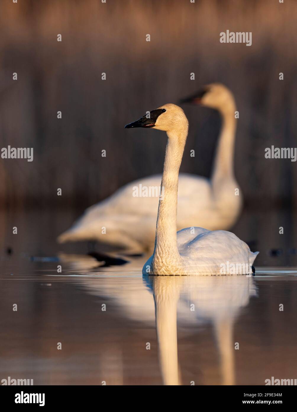 Due Trumpeter Swans in Minnesota Foto Stock