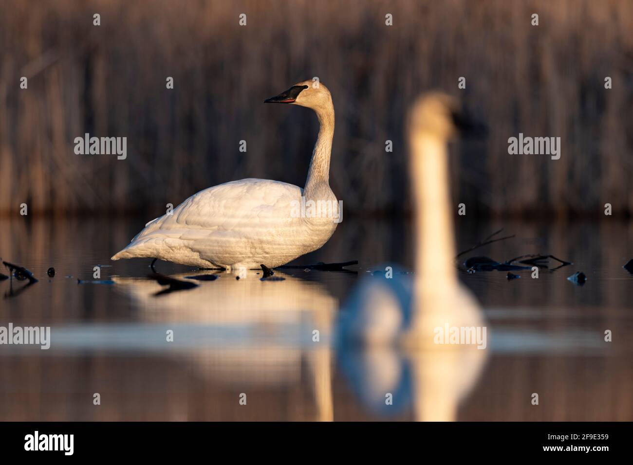 Due Trumpeter Swans in Minnesota Foto Stock