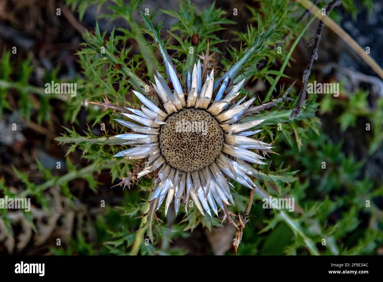 Carline senza stelo o carline argentato, Carlina acaulis. Parco Nazionale di Aigüestortes, provincia di Lerida, Catalogna, Spagna. Foto Stock