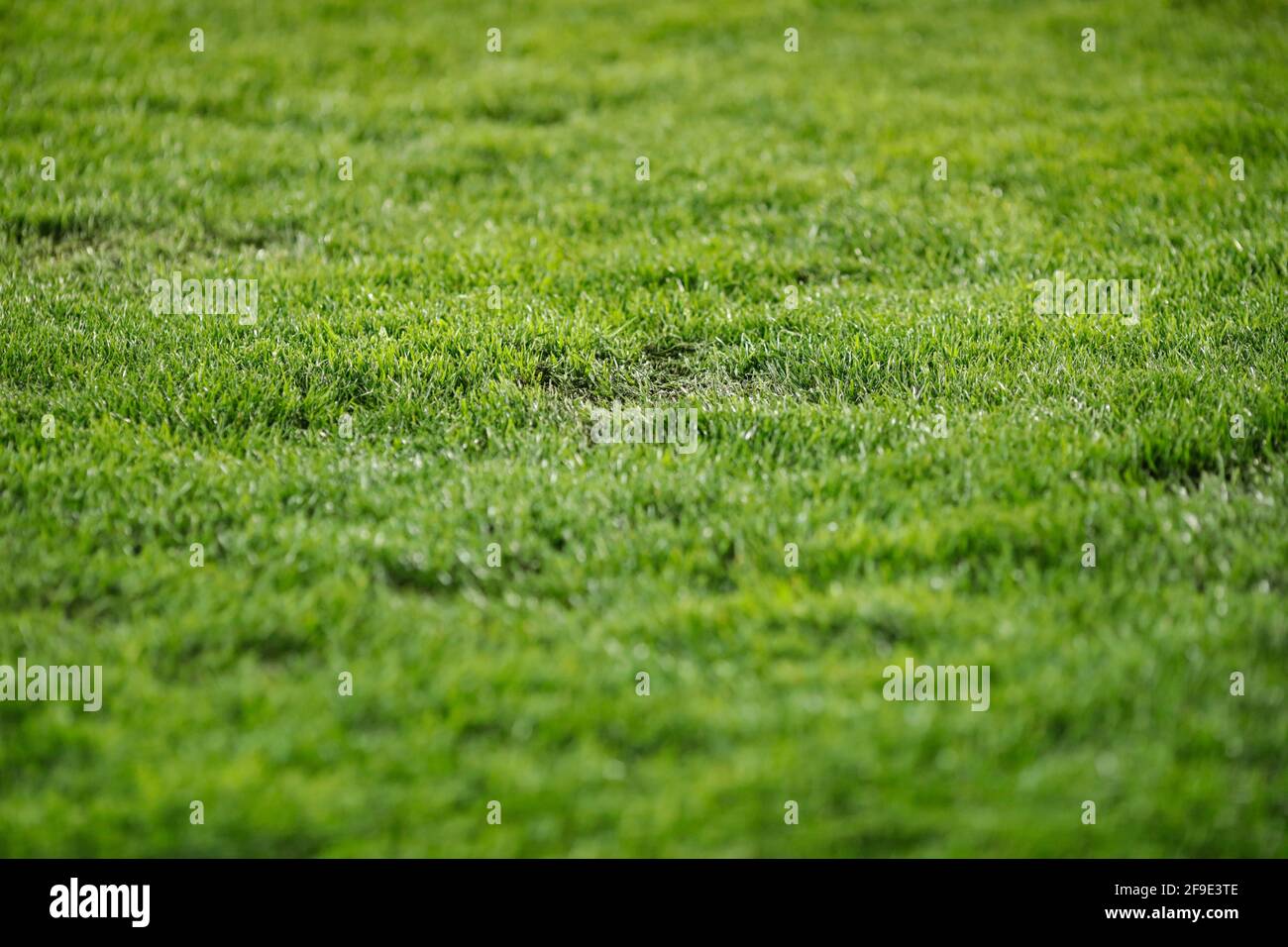 Immagine della profondità di campo bassa (messa a fuoco selettiva) con il tappeto erboso su uno stadio di calcio. Foto Stock