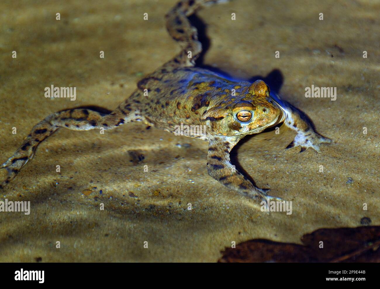 La rana comune, nota anche come rana comune europea, rana bruna comune europea, o rana europea, è un anfibio semi-acquatico. Foto Stock